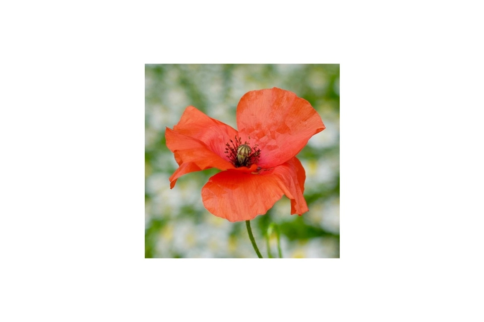 Flower Card 6 - Poppy