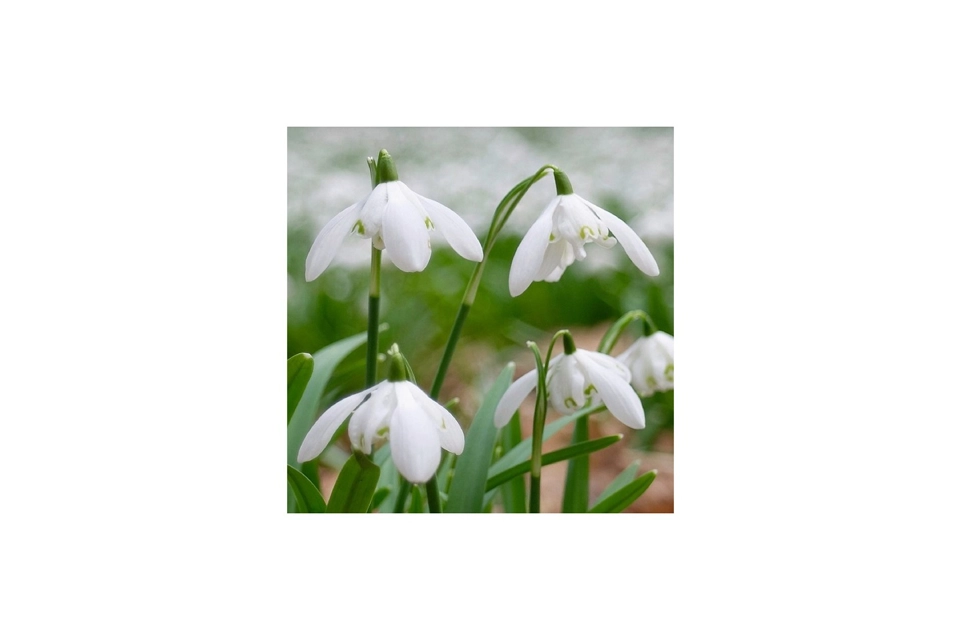Flower Card 7 - Snowdrop