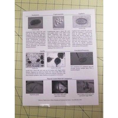 Parasite ID Chart Parasite ID Chart