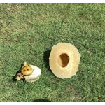 Rubber Latex Mould Small Hatching Turtle Egg Mold Rubber Latex Mould Small Hatching Turtle Egg Mold