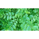 Curry Leaves Karapincha