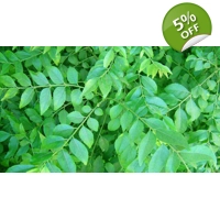 Curry Leaves Karapincha
