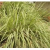 Lemongrass and Citronella Sera