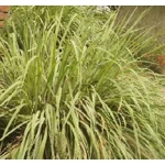 Lemongrass and Citronella Sera Lemongrass and Citronella Sera
