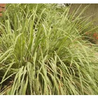Lemongrass and Citronella Sera
