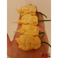 Euforia F8 (10+ Seeds) Euforia F8 (10+ Seeds)