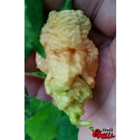 Euforia F8 (10+ Seeds) Euforia F8 (10+ Seeds)
