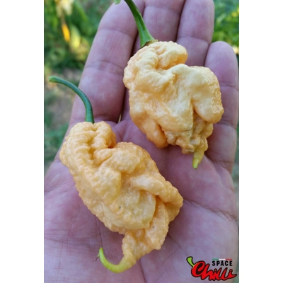 Euforia F8 (10+ Seeds) Euforia F8 (10+ Seeds)