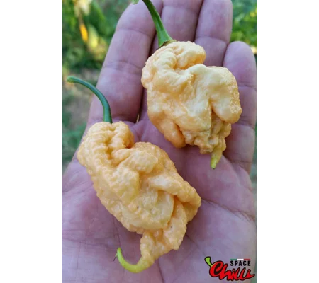 Euforia F8 (10+ Seeds)