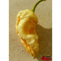 Euforia F8 (10+ Seeds) Euforia F8 (10+ Seeds)