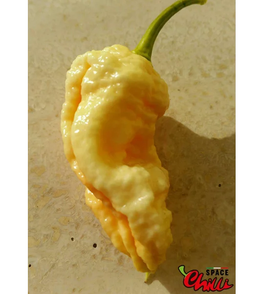 Euforia F8 (10+ Seeds)