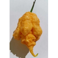 Euforia F8 (10+ Seeds) Euforia F8 (10+ Seeds)