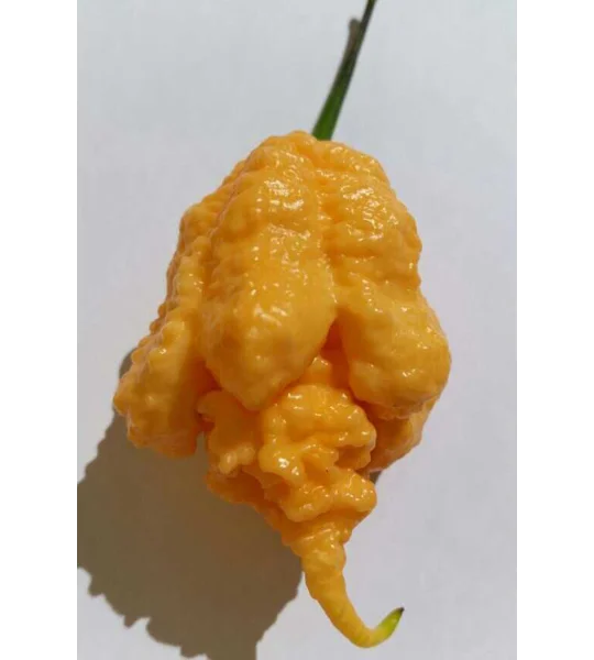 Euforia F8 (10+ Seeds)