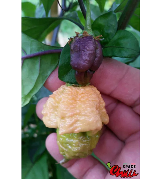 Reaper Sbagliato Purple Peach F8 (10+ Seeds)