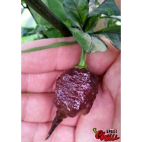 Reaper Sbagliato Purple Peach F8 (10+ Seeds) Reaper Sbagliato Purple Peach F8 (10+ Seeds)