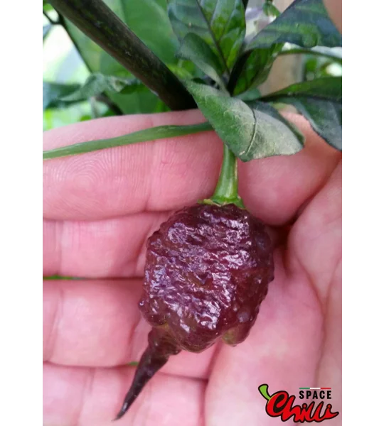 Reaper Sbagliato Purple Peach F8 (10+ Seeds)