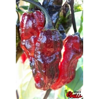 Red Shark F7 (10+ Seeds)