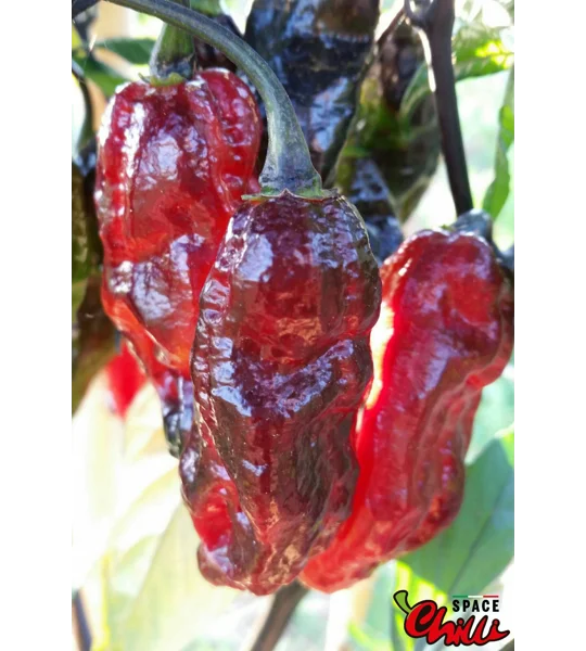 Red Shark F7 (10+ Seeds)