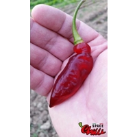 Red Shark F7 (10+ Seeds)