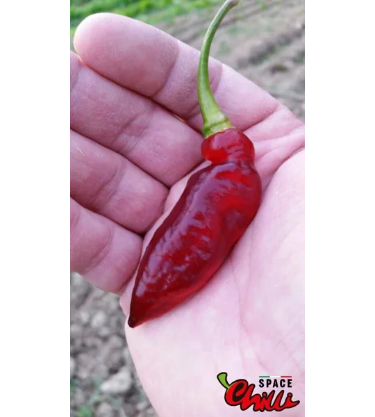 Red Shark F7 (10+ Seeds)