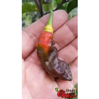 Red Shark F7 (10+ Seeds)