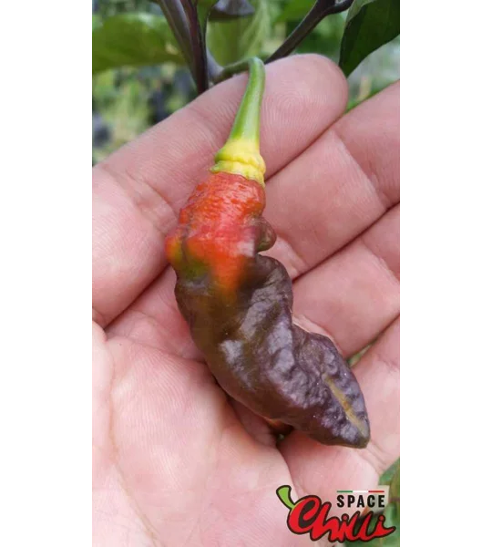 Red Shark F7 (10+ Seeds)