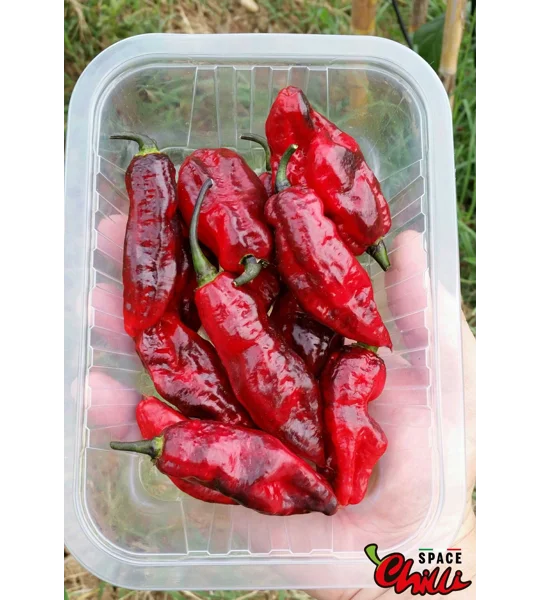 Red Shark F7 (10+ Seeds)