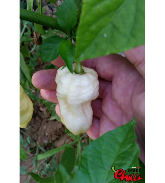 Whynot F5 (10+ Seeds)