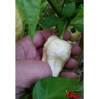 Whynot F5 (10+ Seeds) Whynot F5 (10+ Seeds)