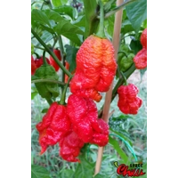 Hydra F5 - Red+Choco (20+ Seeds) Hydra F5 - Red+Choco (20+ Seeds)