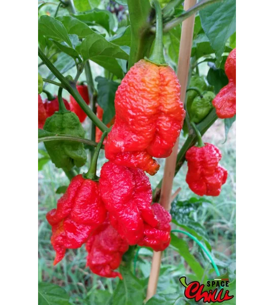 Hydra Red F5 (10+ Seeds)
