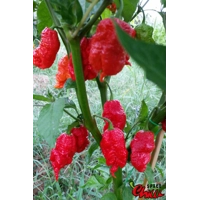 Hydra F5 - Red+Choco (20+ Seeds) Hydra F5 - Red+Choco (20+ Seeds)