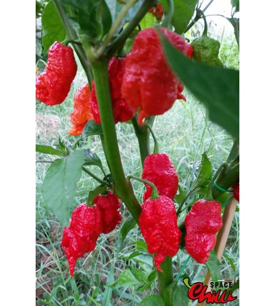 Hydra Red F5 (10+ Seeds)
