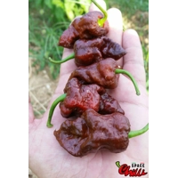 HabaReaper Red F4 (10+ Seeds)