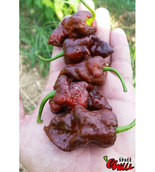 HabaReaper Red F4 (10+ Seeds)