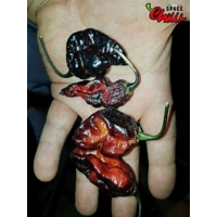 Leopard Reaper F8 (10+ Seeds) Leopard Reaper F8 (10+ Seeds)