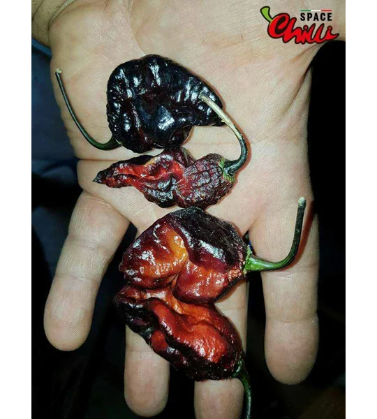 Leopard Reaper F8 (10+ Seeds)