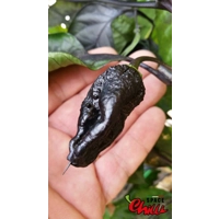 Leopard Reaper F8 (10+ Seeds) Leopard Reaper F8 (10+ Seeds)
