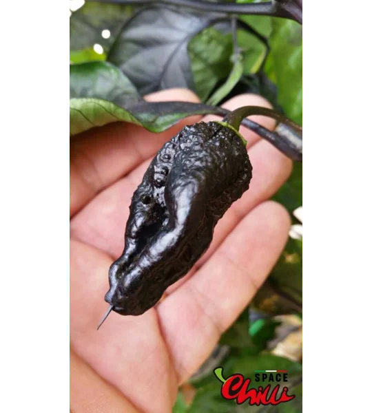 Leopard Reaper F8 (10+ Seeds)