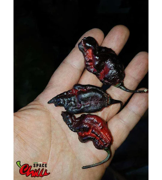 Leopard Reaper F8 (10+ Seeds)