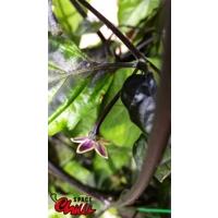 Leopard Reaper F8 (10+ Seeds) Leopard Reaper F8 (10+ Seeds)