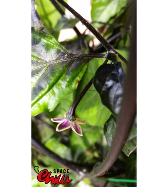 Leopard Reaper F8 (10+ Seeds)