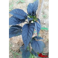 Red Shark F7 (10+ Seeds)