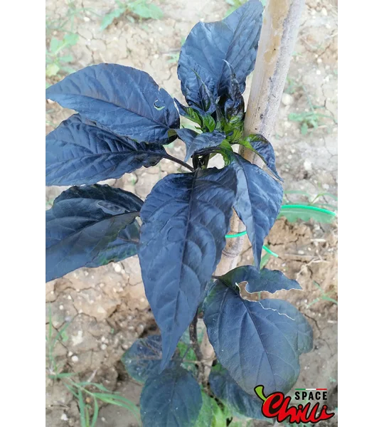Red Shark F7 (10+ Seeds)