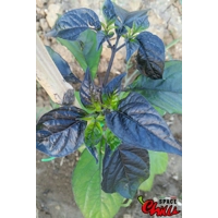 Red Shark F7 (10+ Seeds)