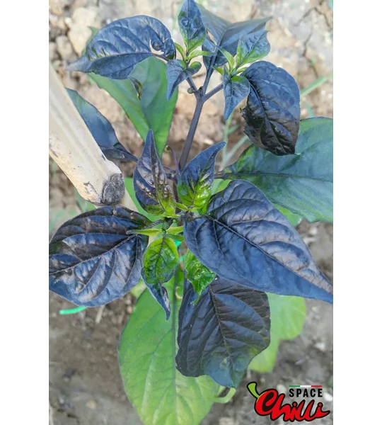 Red Shark F7 (10+ Seeds)