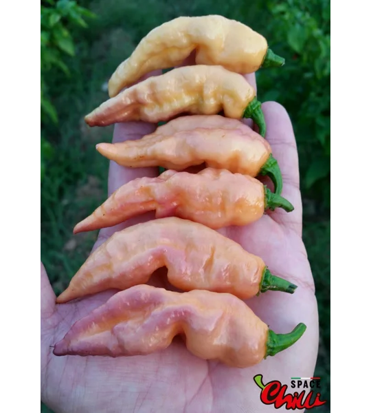 Lion Shark F7 (10+ Seeds)