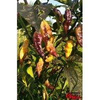 Lion Shark F7 (10+ Seeds) Lion Shark F7 (10+ Seeds)