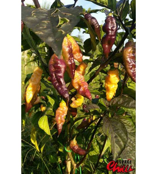 Lion Shark F7 (10+ Seeds)