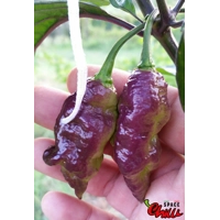 Lion Shark F7 (10+ Seeds) Lion Shark F7 (10+ Seeds)